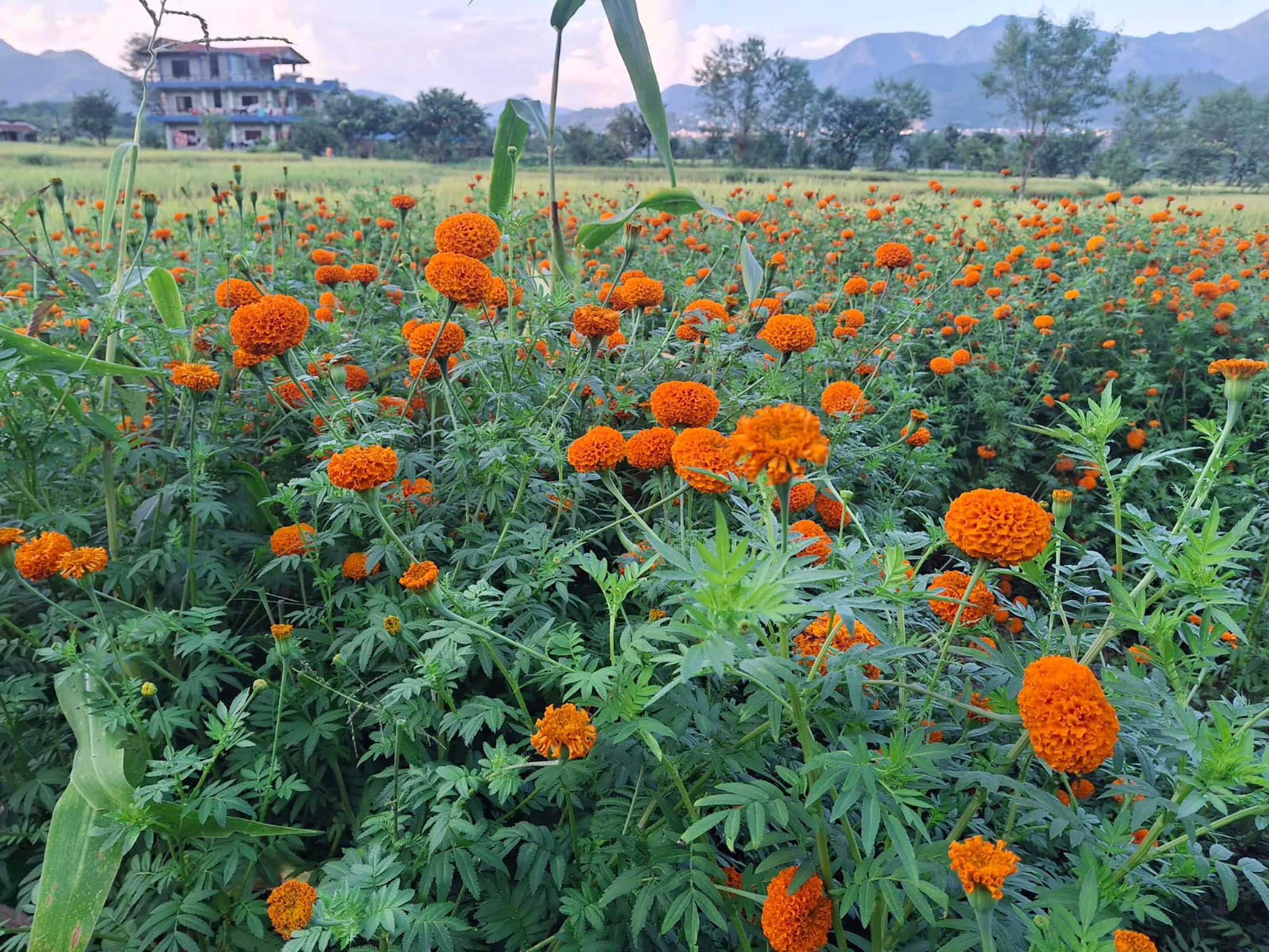 पुष्प व्यवसायः आठ अर्ब ८३ करोड लगानी, ५३ हजारलाई रोजगारी